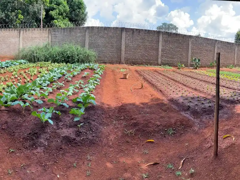 Horta com canteiros cultivada pelos internos da clínica de reabilitação em Patos de Minas